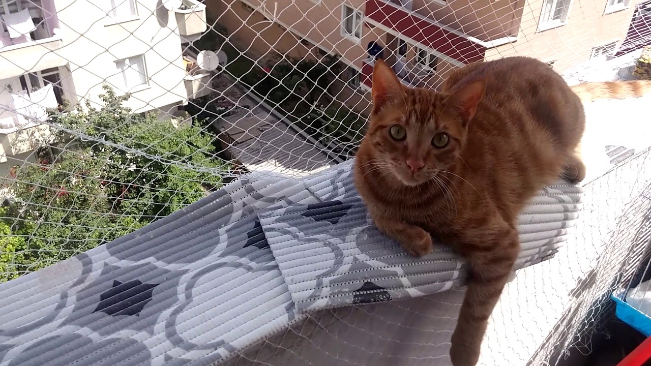 Kedi Filesi